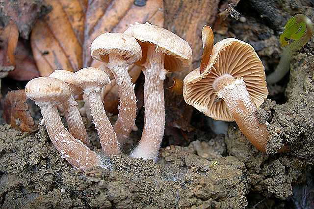 Tubaria conspersa    (Pers.)    Fayod